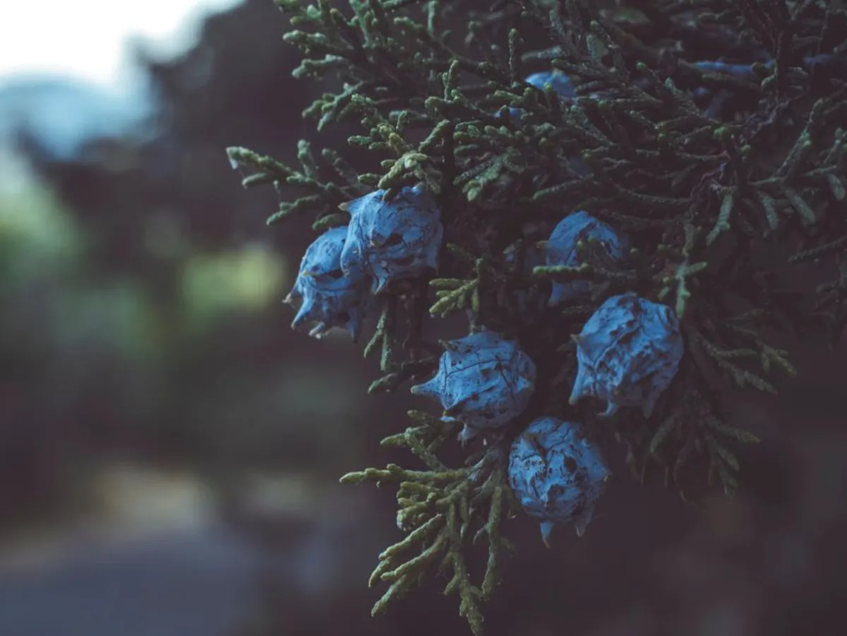 juniper tree